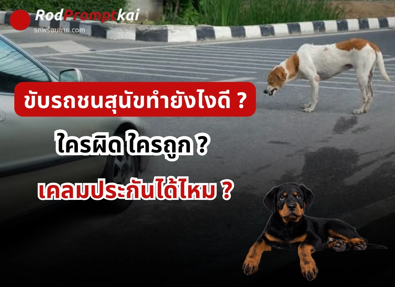 เผลอขับรถชนหมาทำยังไงดี เคลมประกันได้ไหม?