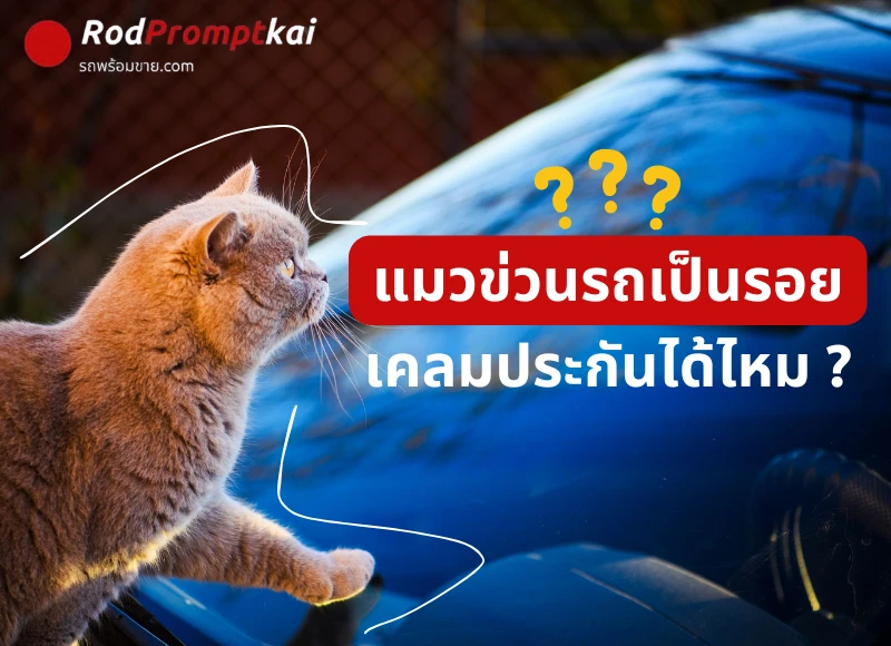แมวข่วนรถเป็นรอยเคลมประกันได้ไหม