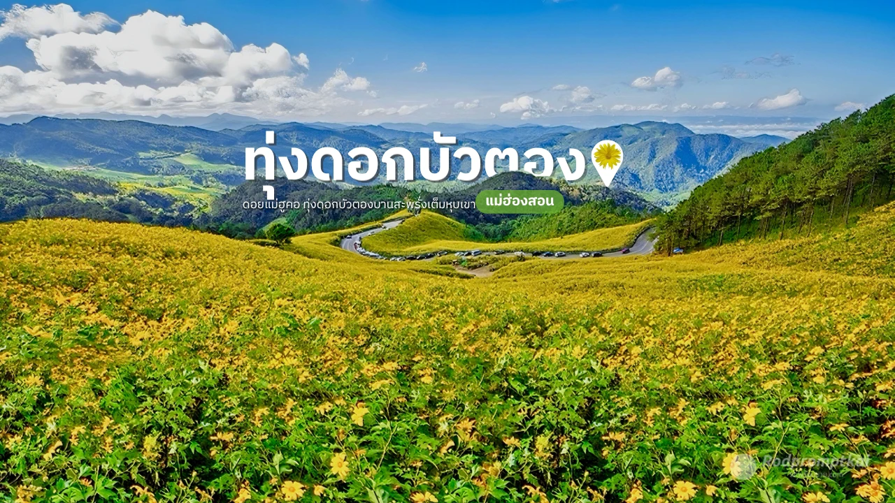 พิกัดที่เที่ยวหน้าหนาว @ทุ่งดอกบัวตอง ดอยแม่อูคอ