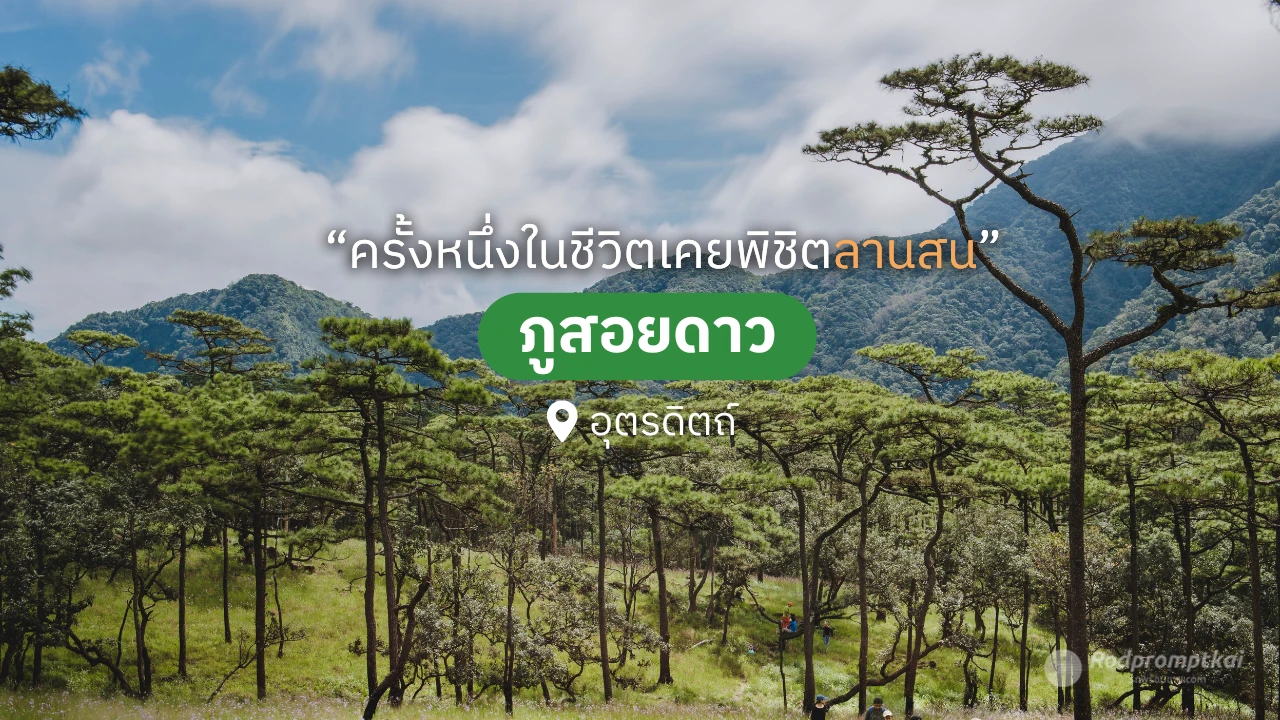 การเดินทางไปภูสอยดาว 2569 ที่ใครๆ ก็อยากพิชิตสักครั้งในชีวิต